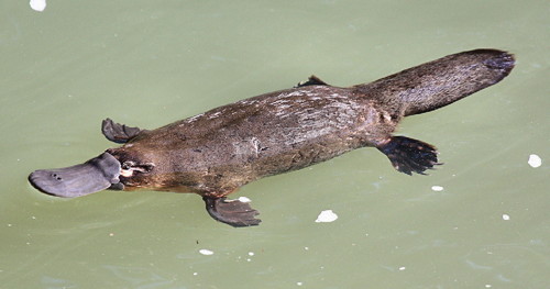 Ornithorhinchus anatinus